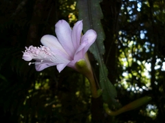 Disocactus nelsonii