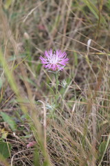 Centaurea jacea substituta
