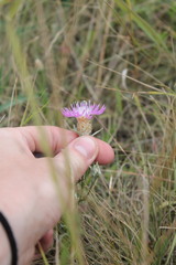 Centaurea jacea substituta
