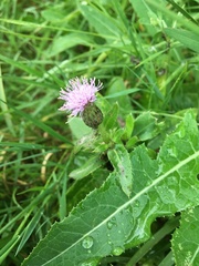 Cirsium arvense