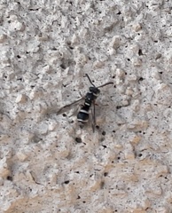 Parancistrocerus minimoferus