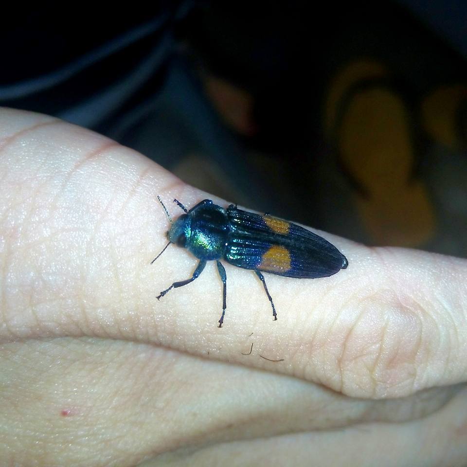 Strigoptera