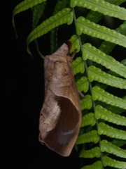 Paralebeda plagifera
