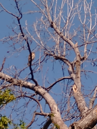 photo of Hawks, Eagles, And Kites (Accipitridae)