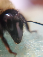 Bombus fervidus