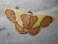 Plutodes cyclaria
