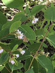 Piruna pirus