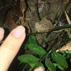 Bolbitis scalpturata