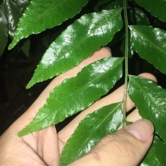 Bolbitis scalpturata