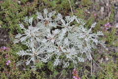 Artemisia hololeuca