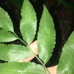 Bolbitis scalpturata