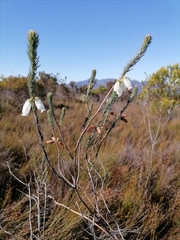 Erica viscaria pendula