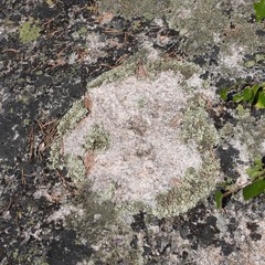 Xanthoparmelia stenophylla