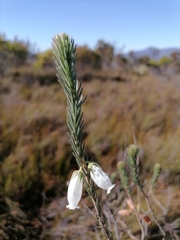 Erica viscaria pendula