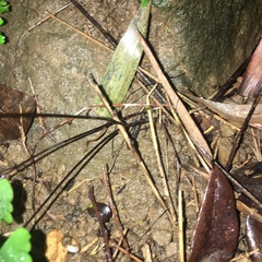 Adiantum menglianense