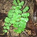 Adiantum menglianense - Photo (c) 洪阿愷, some rights reserved (CC BY-NC), uploaded by 洪阿愷