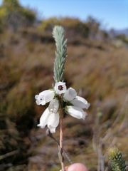 Erica viscaria pendula