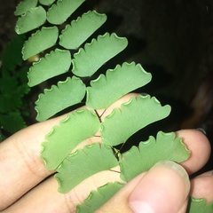 Adiantum menglianense