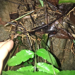 Bolbitis scalpturata