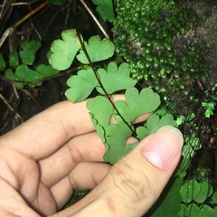 Adiantum menglianense