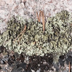 Xanthoparmelia stenophylla