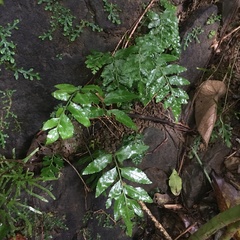 Bolbitis scalpturata