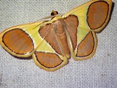 Plutodes cyclaria