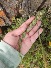 Spiraea hypericifolia