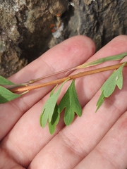 Spiraea hypericifolia
