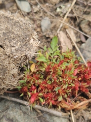 Sibbaldianthe bifurca