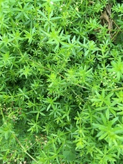 Galium mollugo