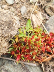 Sibbaldianthe bifurca