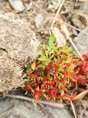 Sibbaldianthe bifurca