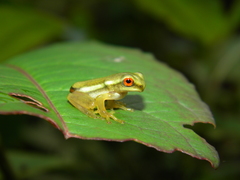 Montane Foam-Nest Tree Frog photo 5