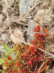 Sibbaldianthe bifurca