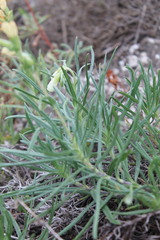 Onosma tanaitica
