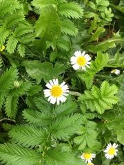 Tripleurospermum inodorum