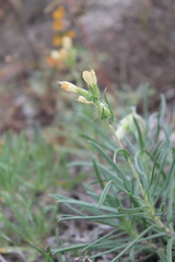 Onosma tanaitica
