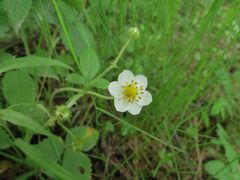 Fragaria orientalis