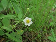 Fragaria orientalis