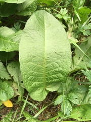 Rumex obtusifolius