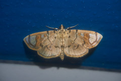 Pycnarmon pantherata