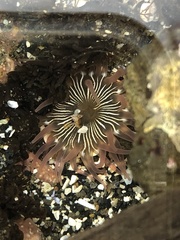 Aulactinia incubans