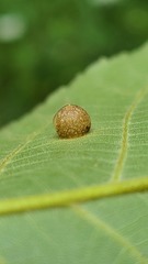 Caryomyia glauciglobus