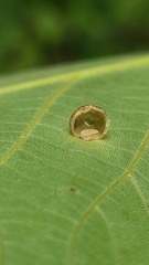 Caryomyia glauciglobus