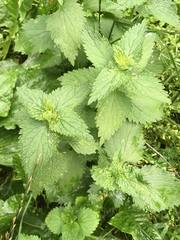 Urtica dioica