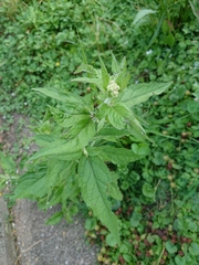 Eupatorium cannabinum