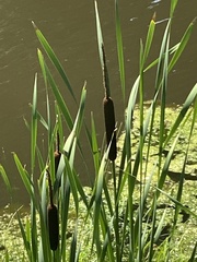Typha × glauca