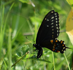 Polytaenia nuttallii