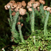 Cladonia peziziformis - Photo (c) Douglas Goldman,  זכויות יוצרים חלקיות (CC BY-NC), הועלה על ידי Douglas Goldman